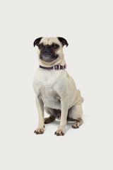 Bonney Bow Pet Collar