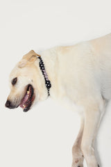 Spotted Edikted Pet Collar